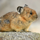 Image for article titled 30-Million-Year-Old Species Worried It Doesn’t Have Another Evolution In It